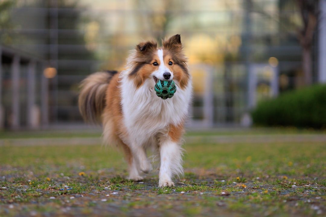 Shetland Sheepdog: The Gentle Herder (Image Credits: Unsplash)