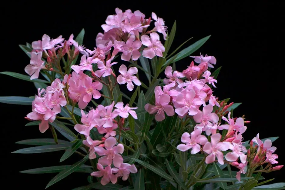 4. Oleander: A Common Landscape Shrub With Hidden Danger (Image Credits: Pexels)