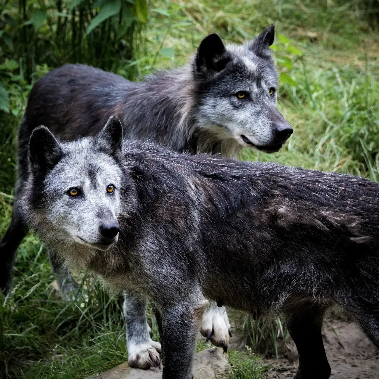 3. Wolves Trigger Powerful Trophic Cascades (Image Credits: Pixabay)