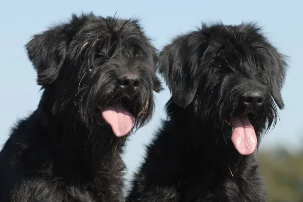 11. Giant Schnauzer (By Bonnie van den Born, http://www.bonfoto.nl, CC BY-SA 3.0)