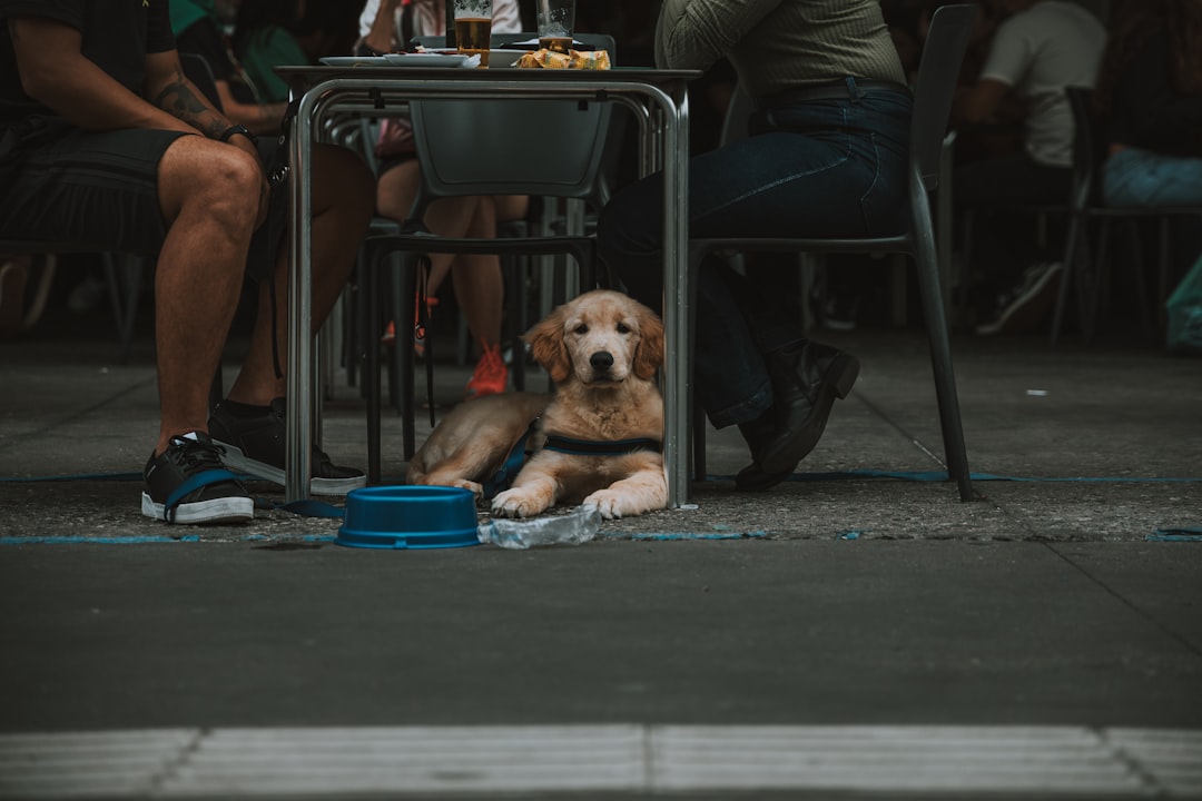 Communication Breakdowns Between You and Your Dog (Image Credits: Unsplash)