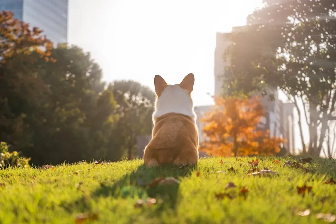 You're Accidentally Teaching Them That Pre-Departure Cues Mean Panic (Image Credits: Unsplash)