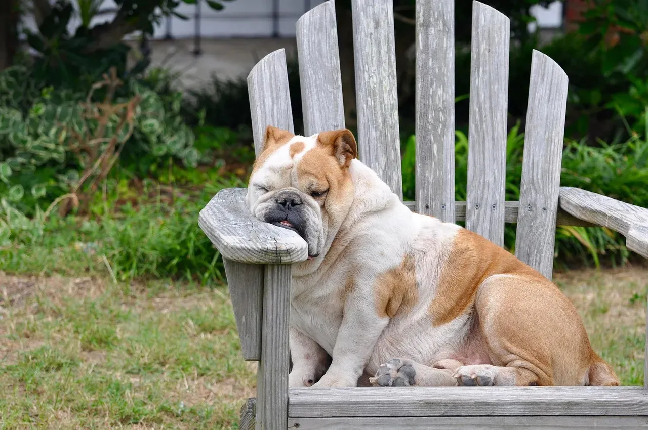 #8 - They Claim a Favorite Spot That Isn't a Hiding Place (Image Credits: Pixabay)