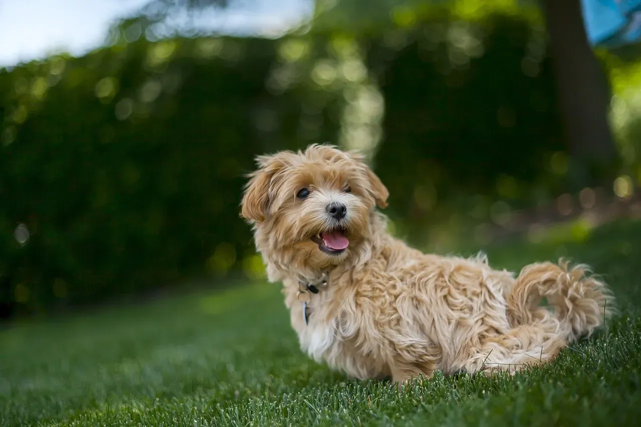 15. Maltipoo (Image Credits: Pixabay)