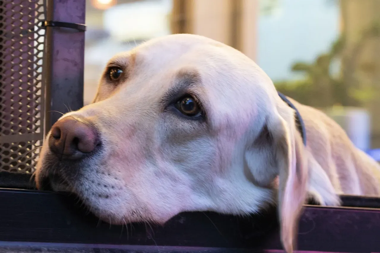 Emotional Tells: How Dogs Signal Stress, Joy, and Attachment (Image Credits: Pixabay)