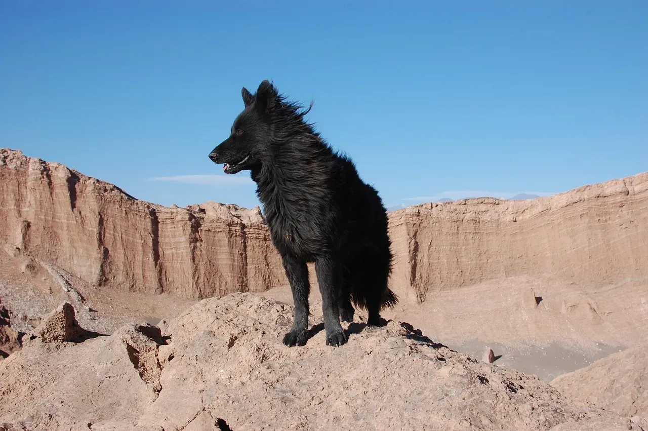 Conclusion: Finding the Right Dog for Life in the Desert (Image Credits: Pixabay)