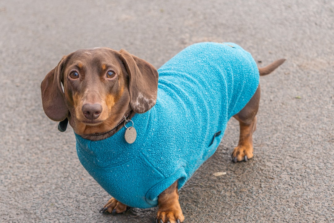Dachshunds - Sausage Dogs Need Sweaters (Image Credits: Unsplash)