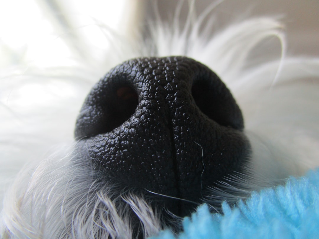 5. Gentle Nose Nudges for Attention (Image Credits: Unsplash)