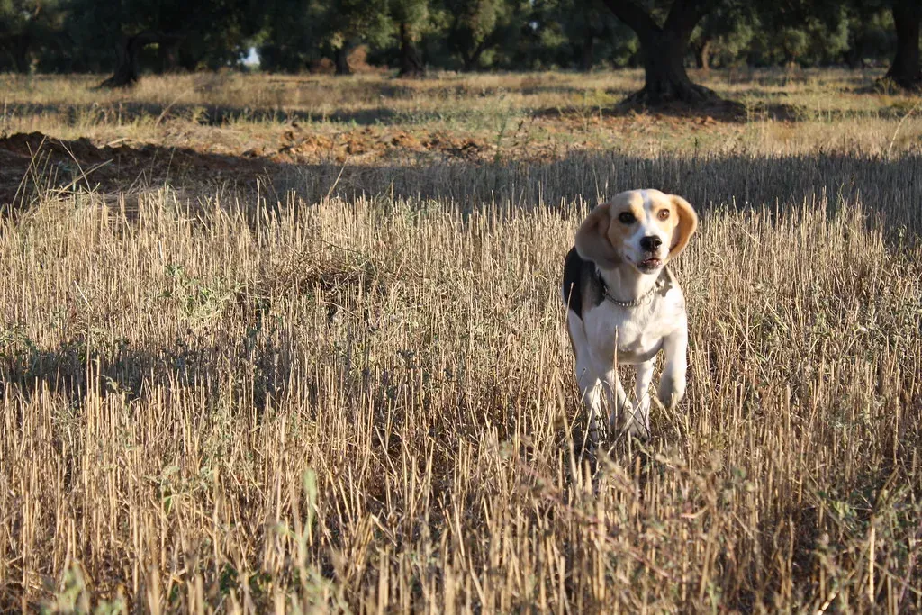 5. Beagle: Born to Sniff, Bred for Pennsylvania's Hunting Heritage (GianlucaChiari , Flickr, CC BY-SA 2.0)