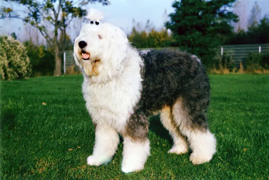 10. Old English Sheepdog (By Mona (uploaded by Caronna 08:14, 15 Apr 2005 (UTC)), CC BY-SA 3.0)