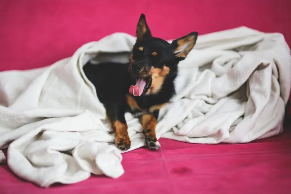 #1 - The Exact Second You Wake Up, Not When the Alarm Goes Off (Image Credits: Pexels)