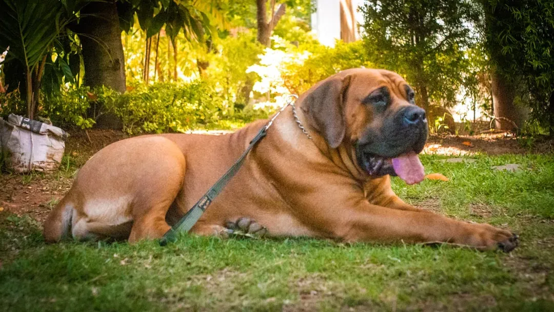 4. Mastiff (English Mastiff) (Image Credits: Unsplash)