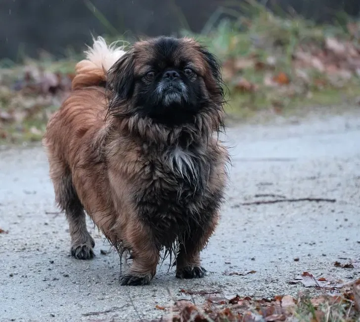 #14 - The Pekingese: Royal Stubbornness With Deep Attachment (Image Credits: Pexels)