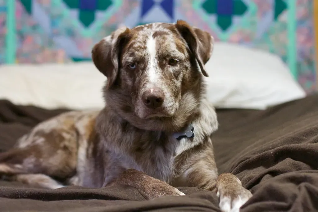 #1 The Oxytocin Connection: Your Dog Is Literally Bonding With You (Image Credits: Flickr)