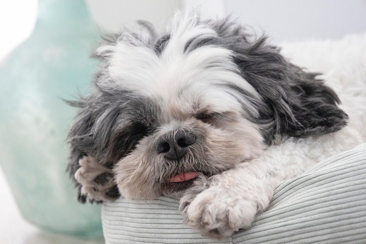 Shih Tzu: Royal Lap Warmers (Image Credits: Pixabay)