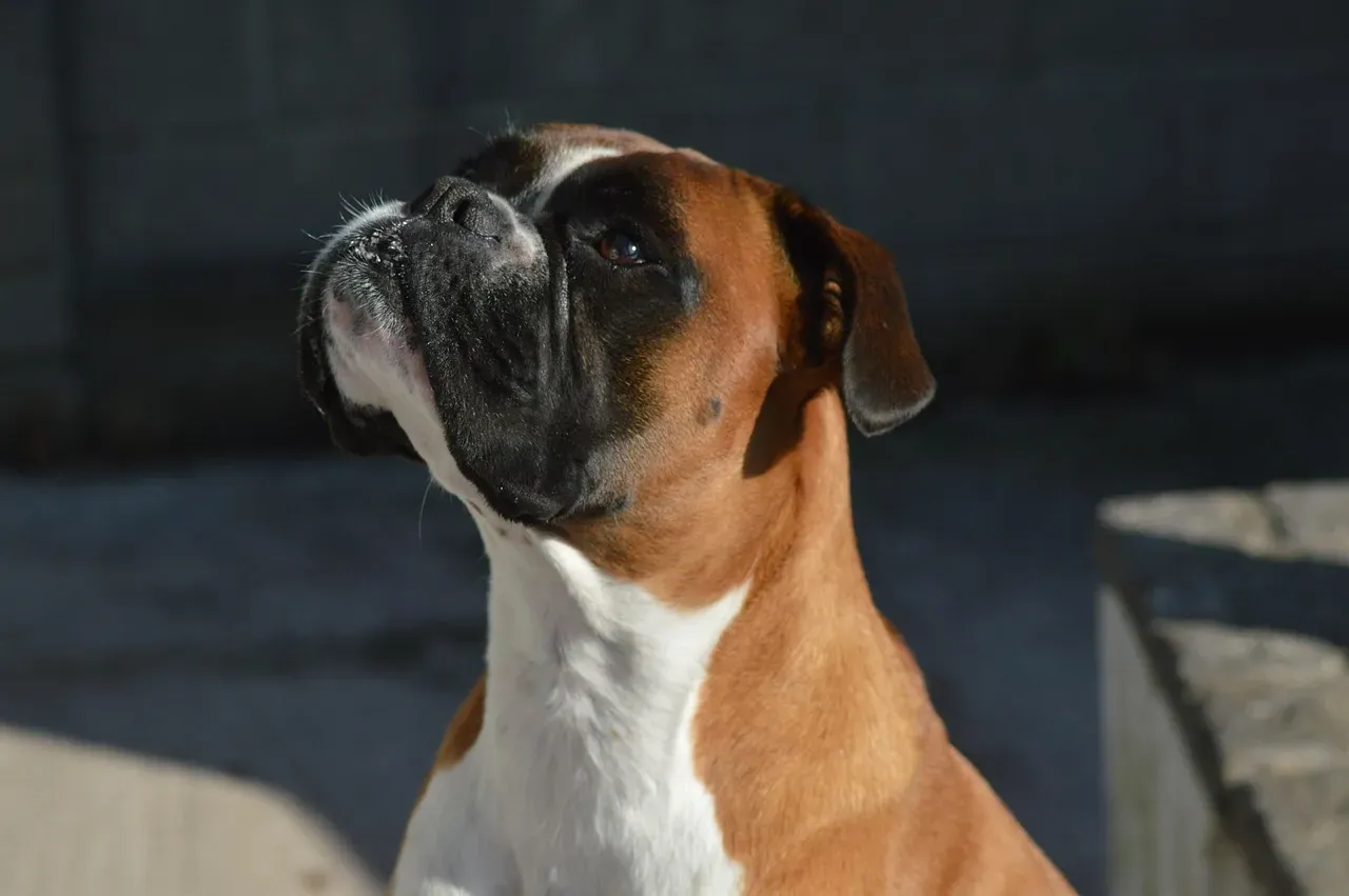 Leo: The Proud Pet Parent Who Puts Their Dog on a Pedestal (Image Credits: Pixabay)