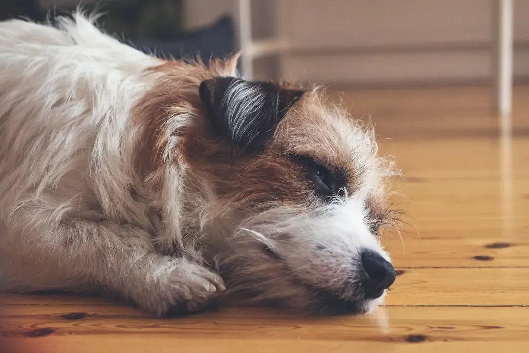 Your Dog Knows You're Stressed Before You Do (Image Credits: Unsplash)