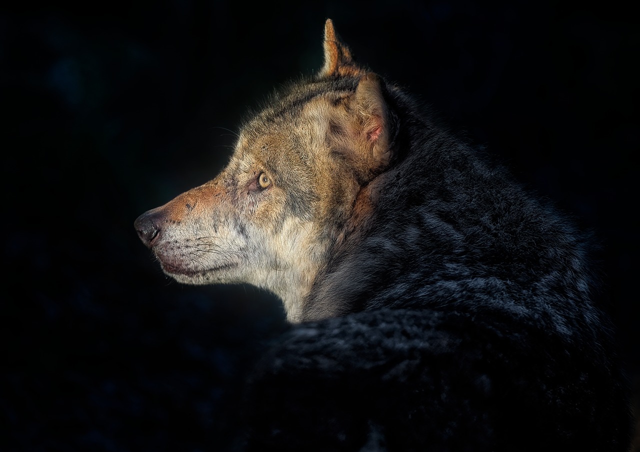 Scorpio - The Shadow Wolf (Image Credits: Pixabay)