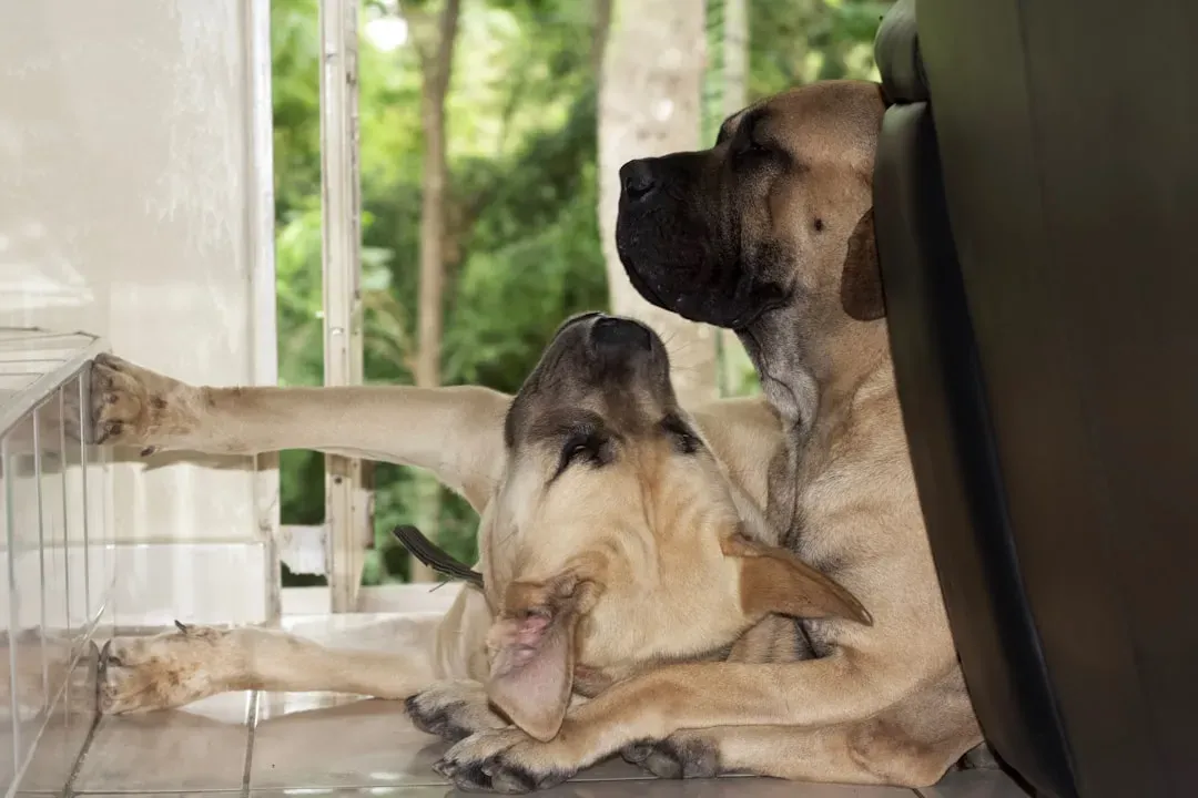 1. Great Dane: The Devoted "Lap Dog" in Disguise (Image Credits: Unsplash)