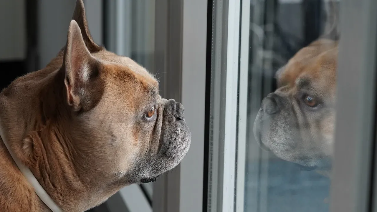 Conclusion: Your Dog Is Not Just “Staring Into Space” (Image Credits: Pixabay)