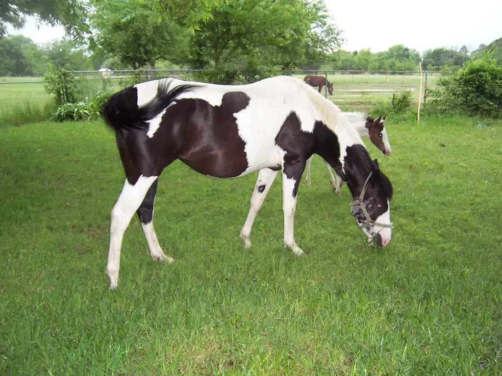 American Paint Horse (Image Credits: Flickr)