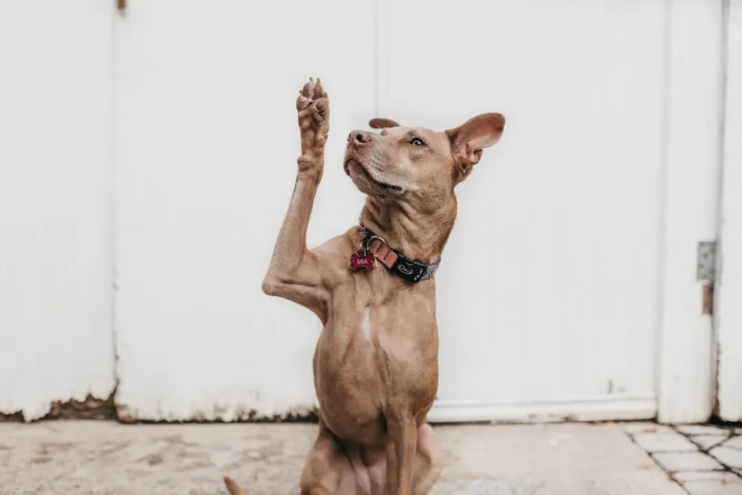 6. A Raised Paw That Signals Insecurity (Image Credits: Unsplash)