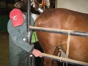 8. Emergency Vet Fund (Because Horses Are Horses) (ExtensionHorses.org, Flickr, CC BY-SA 2.0)
