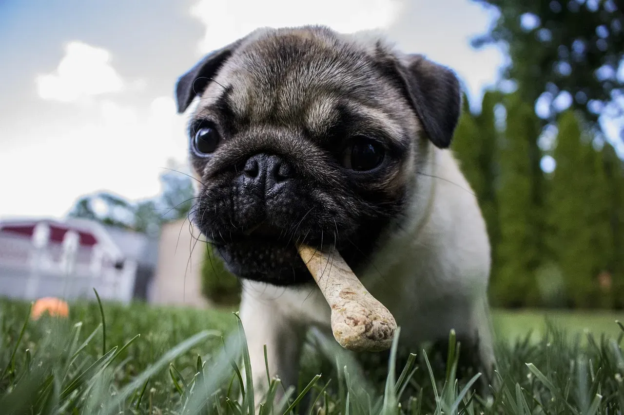 9. Pug (Image Credits: Pixabay)