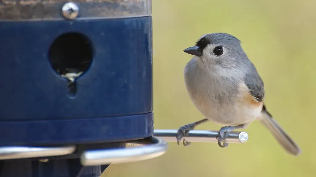 9. Tufted Titmouse: The Crested Charmer (Image Credits: Flickr)