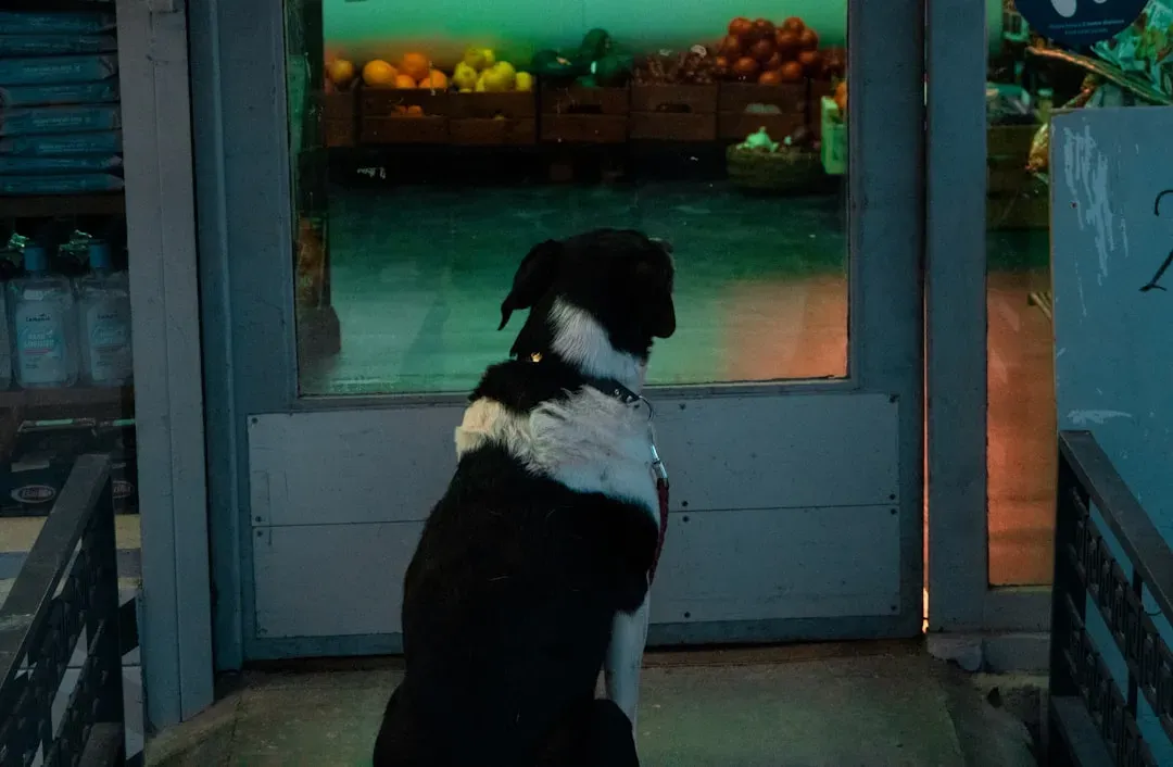 #2 - Waiting by the Door at the Exact Same Time Every Day (Image Credits: Unsplash)