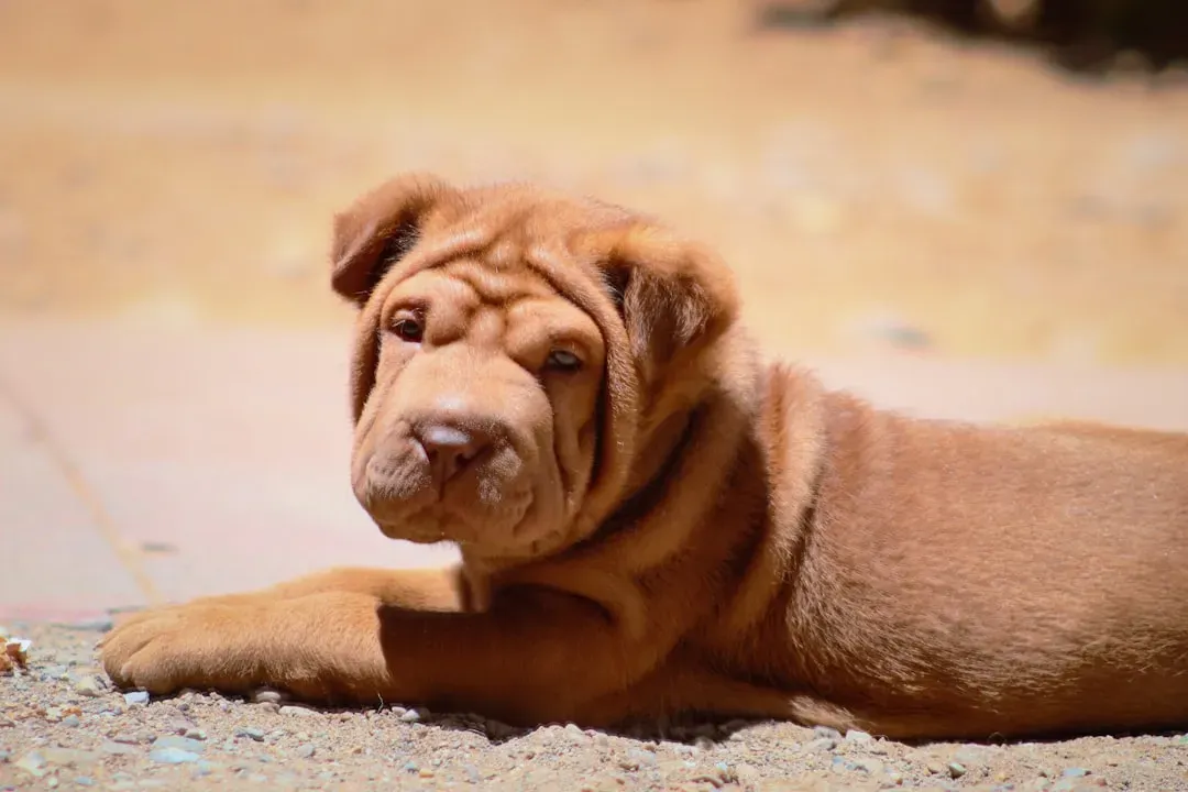 5. Shar-Pei (Image Credits: Unsplash)