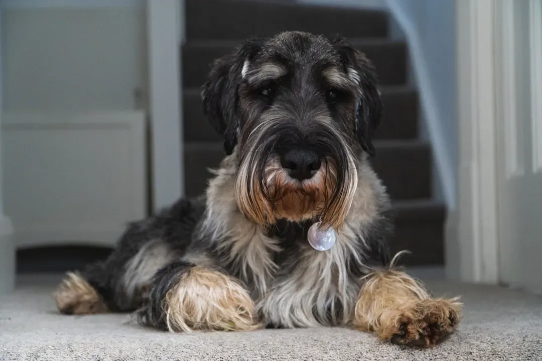 5. Miniature Schnauzer (Image Credits: Unsplash)