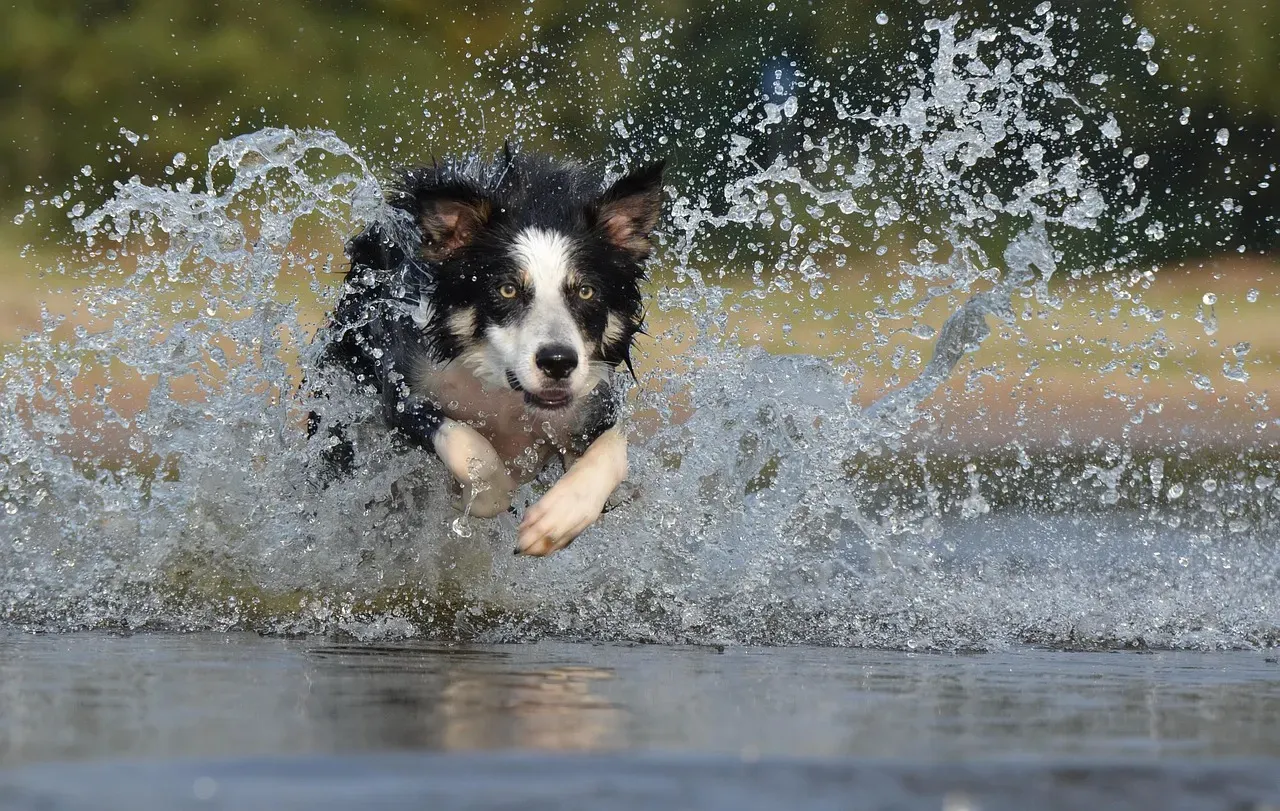#8 - Border Collie: Genius Farm Manager, Not a Trick Dog (Image Credits: Pixabay)