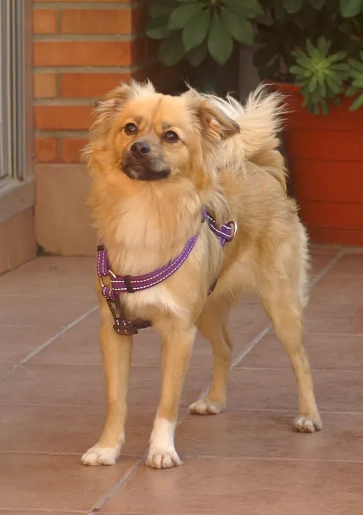 They Follow You From Room to Room (Image Credits: Flickr)