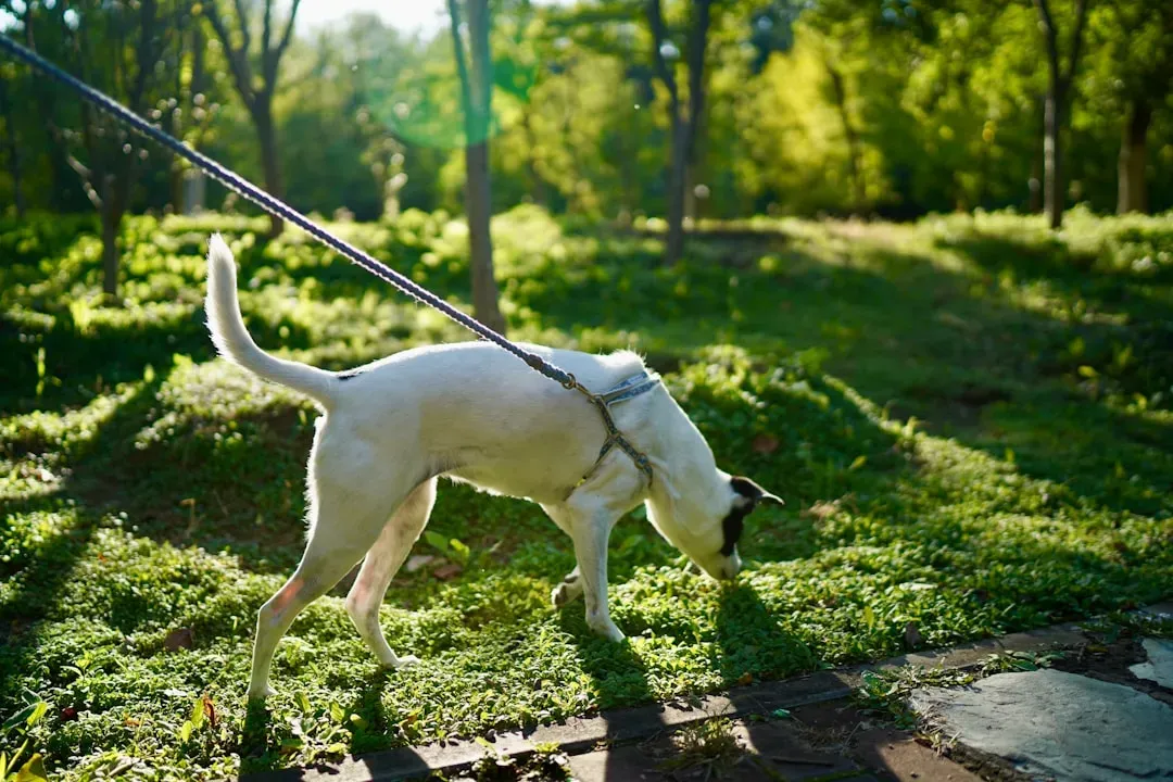 What This Means for How We Should Walk Our Dogs (Image Credits: Unsplash)