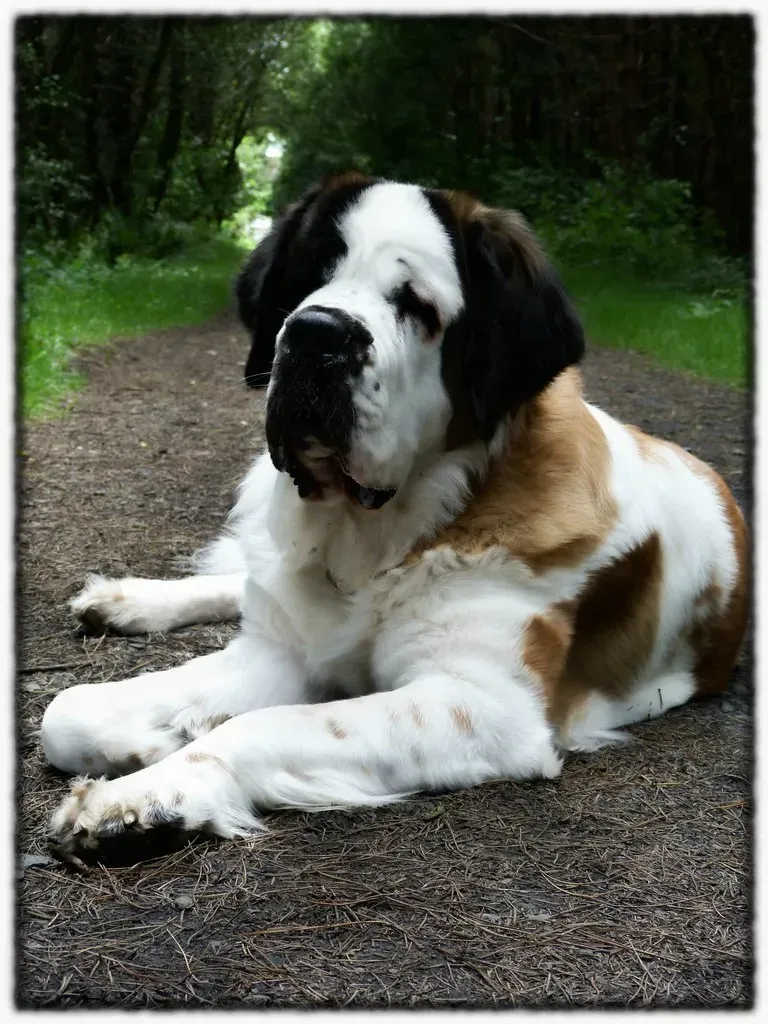 Saint Bernard (Image Credits: Flickr)