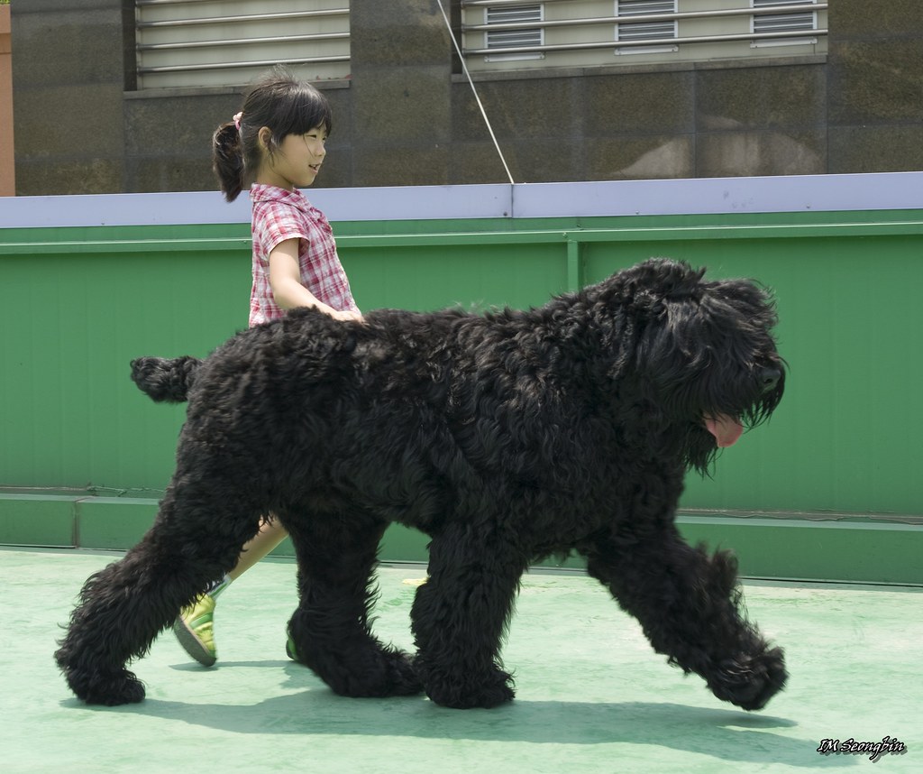 Black Russian Terrier: The Expensive Working Machine (Image Credits: Flickr)