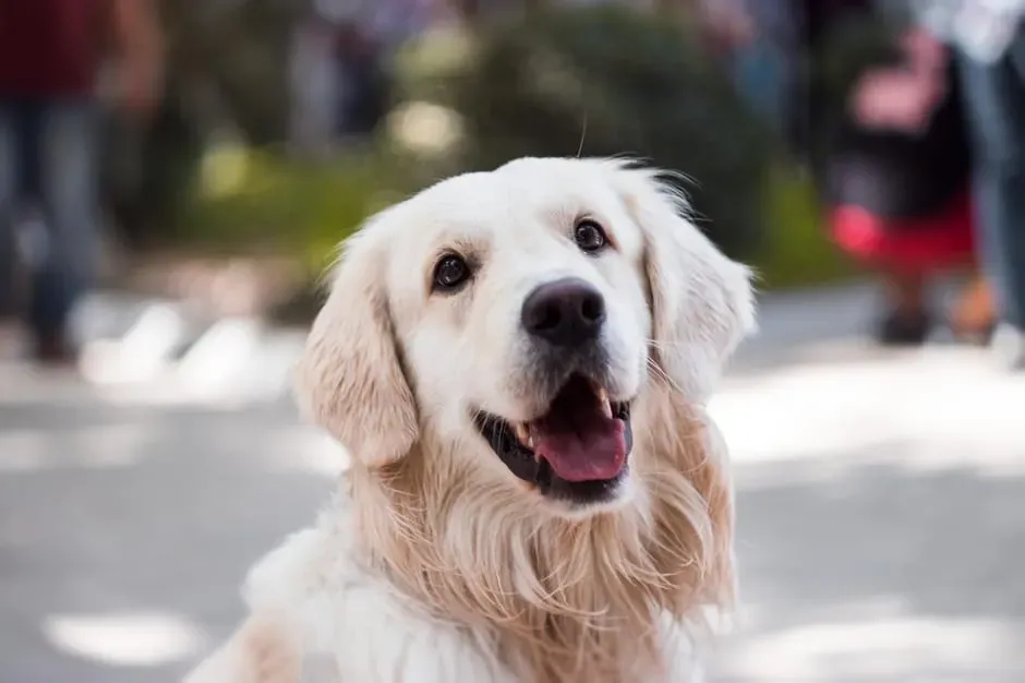 #1 Golden Retriever (Image Credits: Pexels)