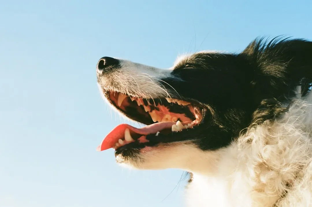 #11 - Bad Breath Written Off as "Doggy Breath" (Image Credits: Unsplash)