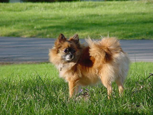 Pomeranian: The Fluffy Despot (Image Credits: Flickr)