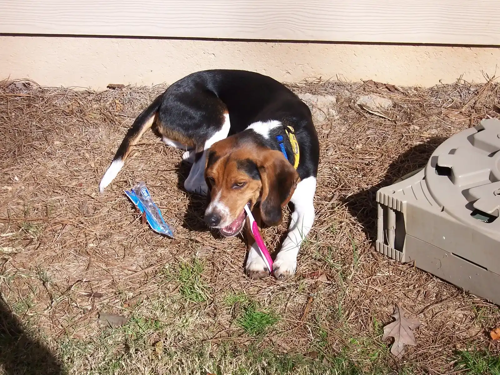 2. Always Use the Right Toothpaste and Toothbrush (By Jrragan, CC BY-SA 4.0)