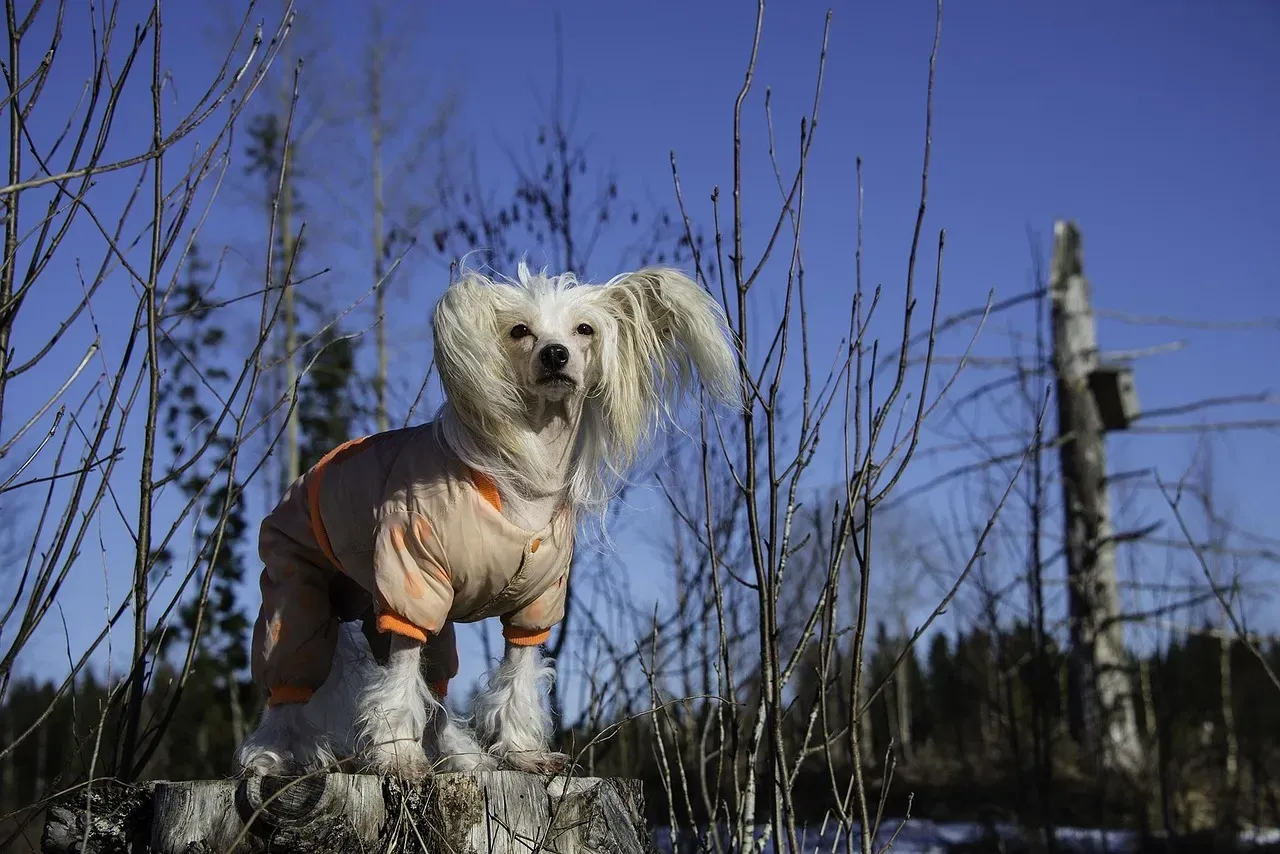 Chinese Crested: The Most Cold-Vulnerable Dog You'll Ever Meet (Image Credits: Pixabay)