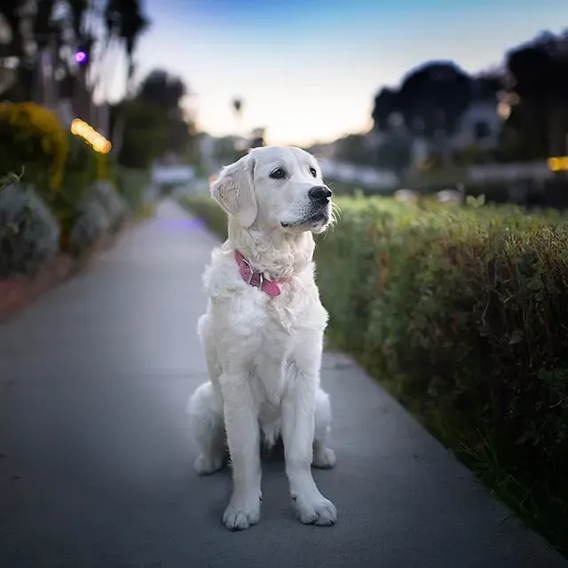 The Science Behind Canine Facial Recognition (Image Credits: Flickr)