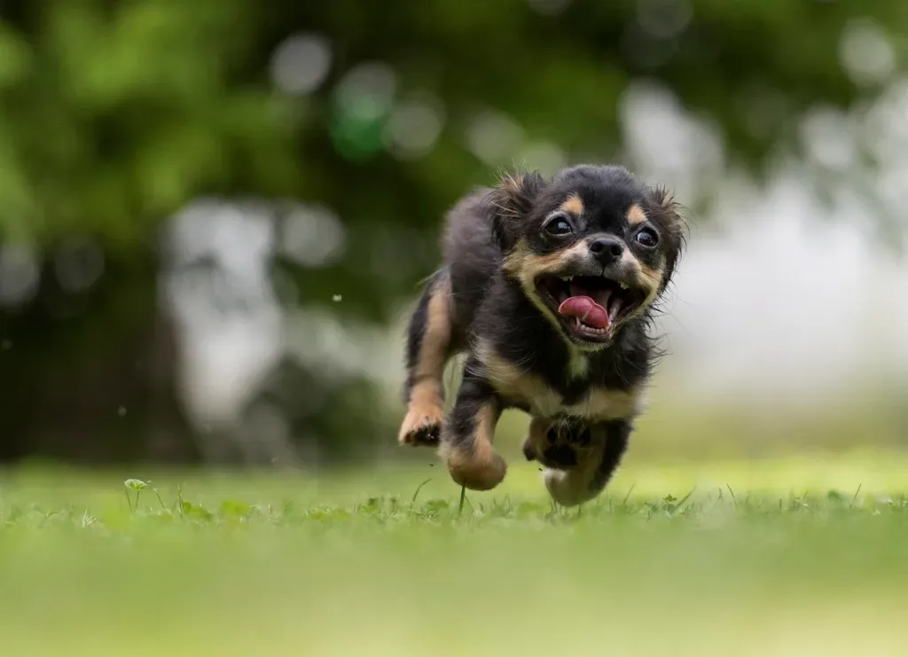 Manchester Terrier (Image Credits: Rawpixel)