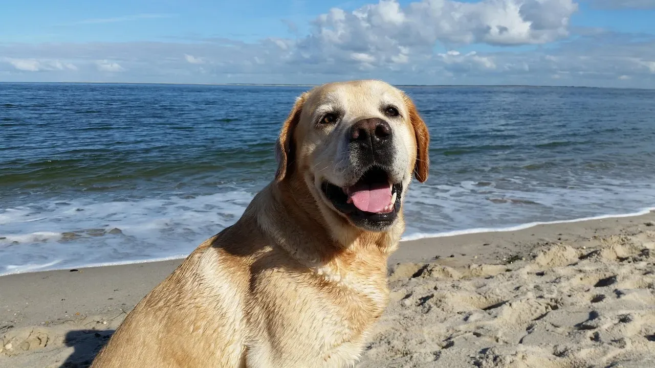 9. Labrador Retriever: The Perpetually Happy Beach Goer (Image Credits: Pixabay)