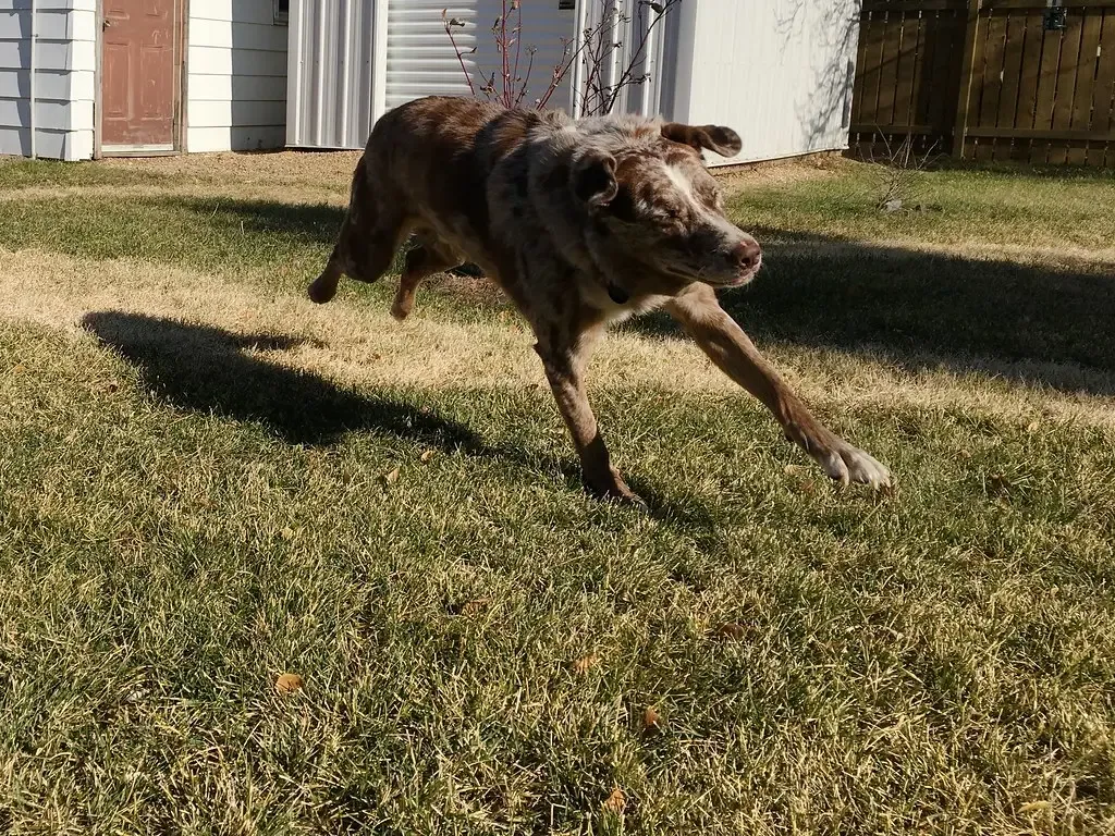 Conclusion: A Safer Yard Is a Love Letter to Your Dog (Image Credits: Flickr)