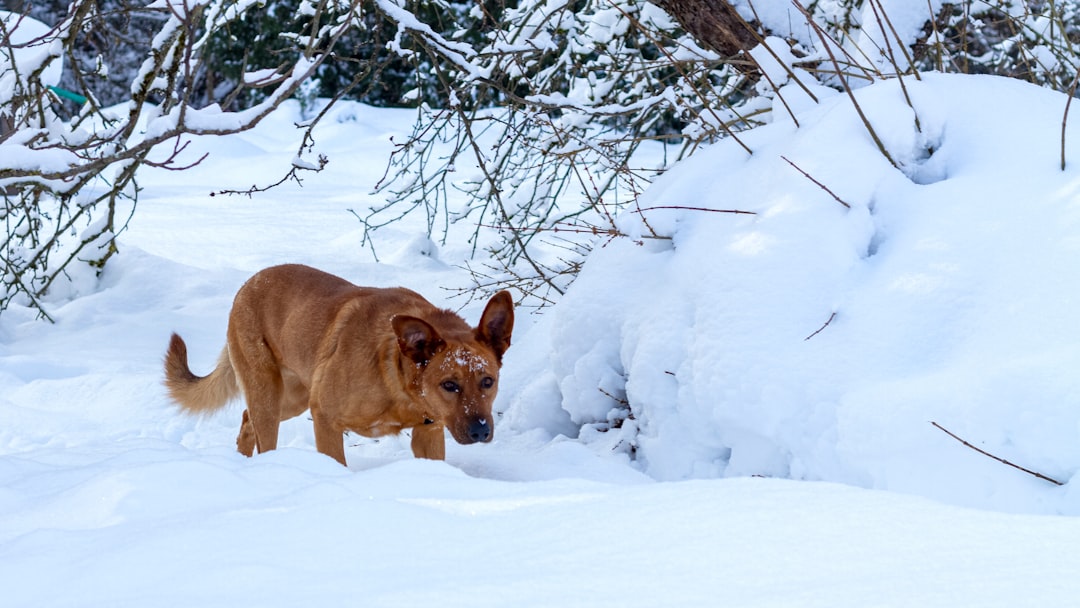 Know Your Dog's Cold Tolerance Limits (Image Credits: Unsplash)