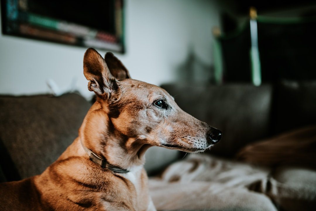 1. The Greyhound: Speed Turns to Elegance (Image Credits: Unsplash)