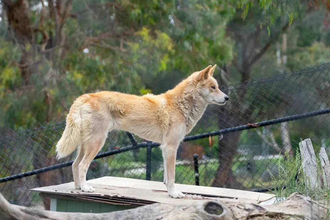 5. Dingoes Are Surprisingly Good Climbers and Escape Artists (Image Credits: Unsplash)