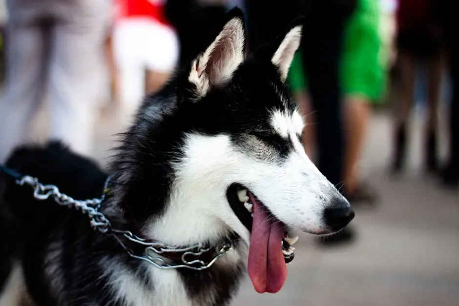 The Real Risk: What Alabama Heat Actually Does to a Husky (Image Credits: Pexels)